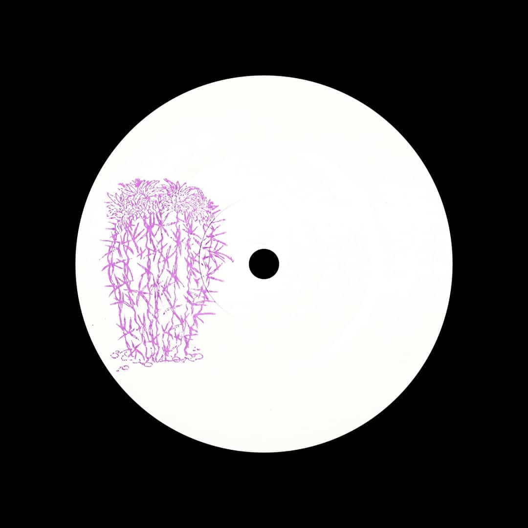 Ray Kandinski - Stenocactus Crispatus - 12