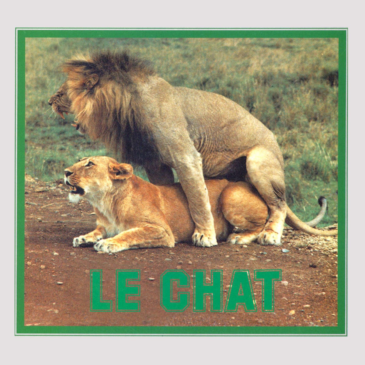 Pussycat - Le Chat - 12