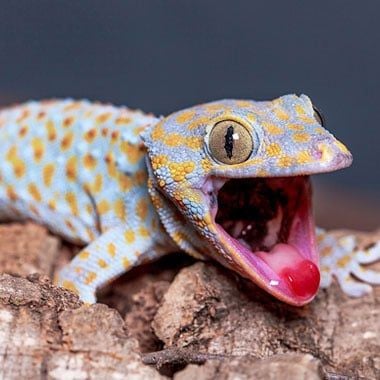 More Things Like This