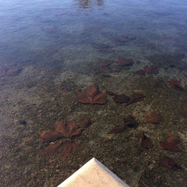 The Busy Birds & Bees