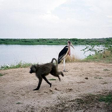 The Poodle Fakers Lullaby