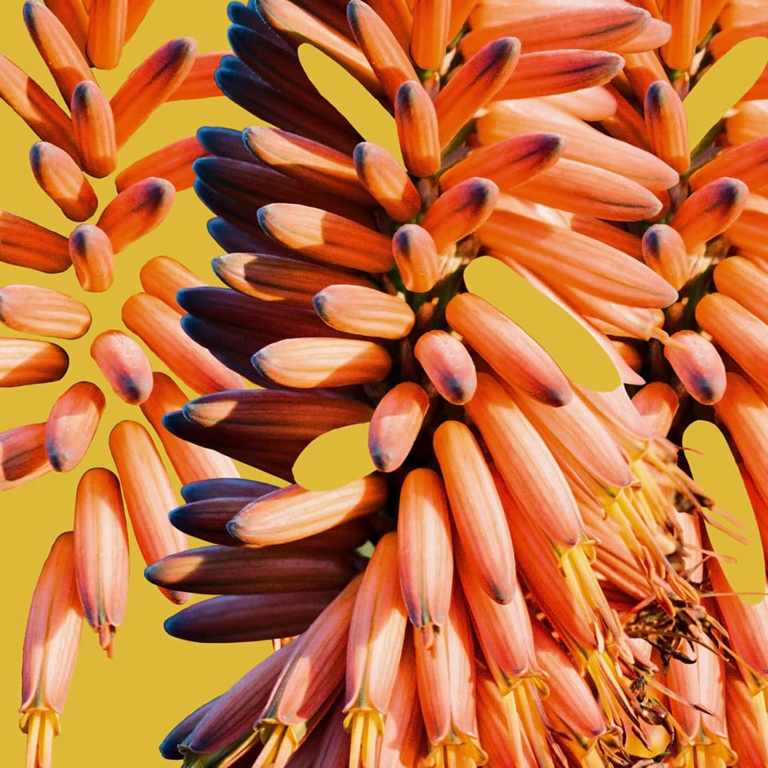 Charlie Hill, Sampology - Galaxy - lp