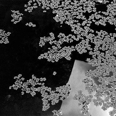 Love Me, Love Me Not